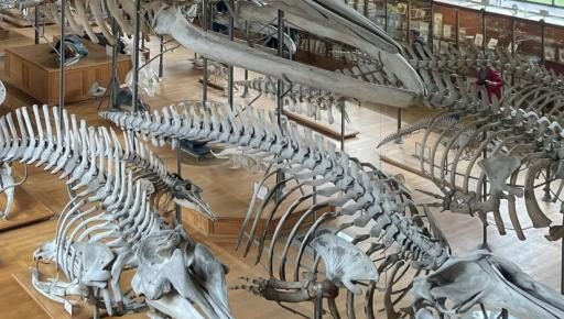 Muséum d'Histoire Naturelle de Toulouse